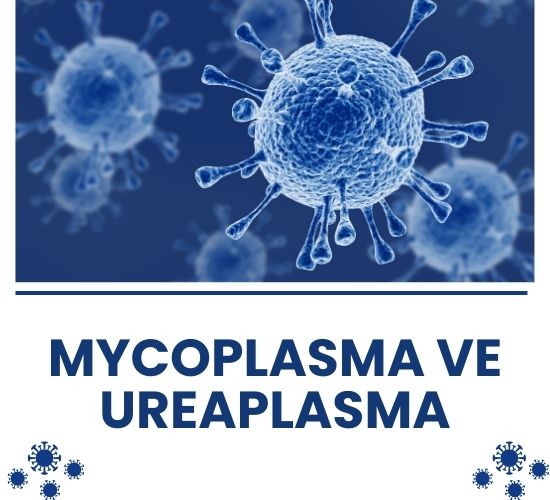 Mycoplasma ve Ureaplasma
